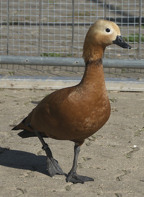 极影响